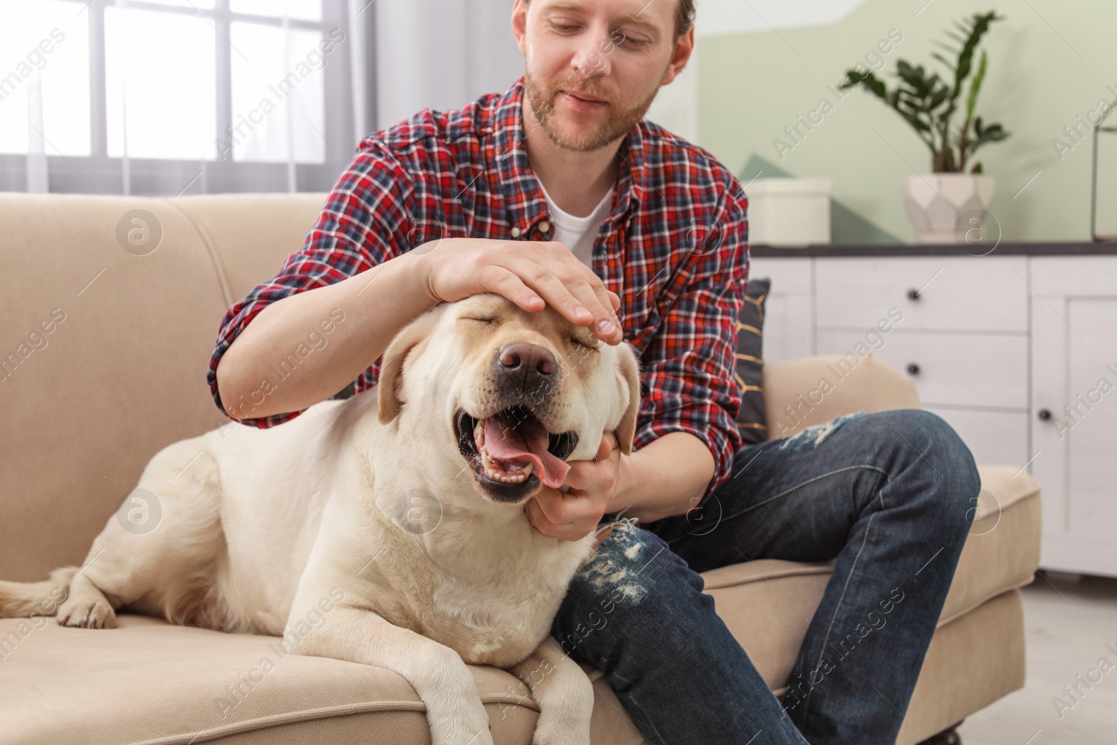 Photo of Adorable yellow labrador retriever with owner on couch indoors
