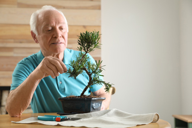 Photo of Senior man taking care of Japanese bonsai plant indoors. Creating zen atmosphere at home