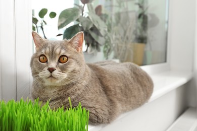 Cute cat near fresh green grass on windowsill indoors