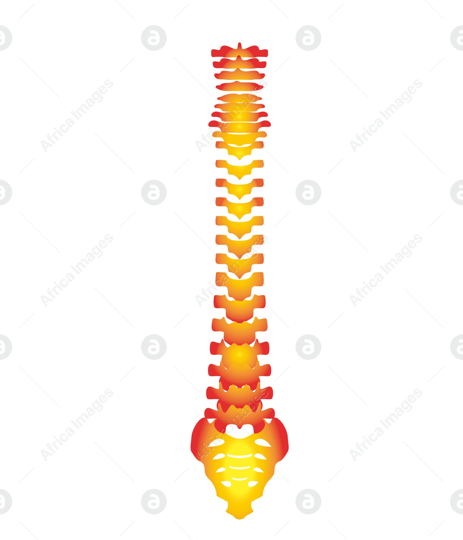 Illustration of  human spine on white background