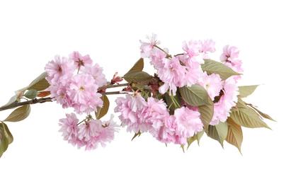 Sakura tree branch with beautiful blossom on white background. Japanese cherry