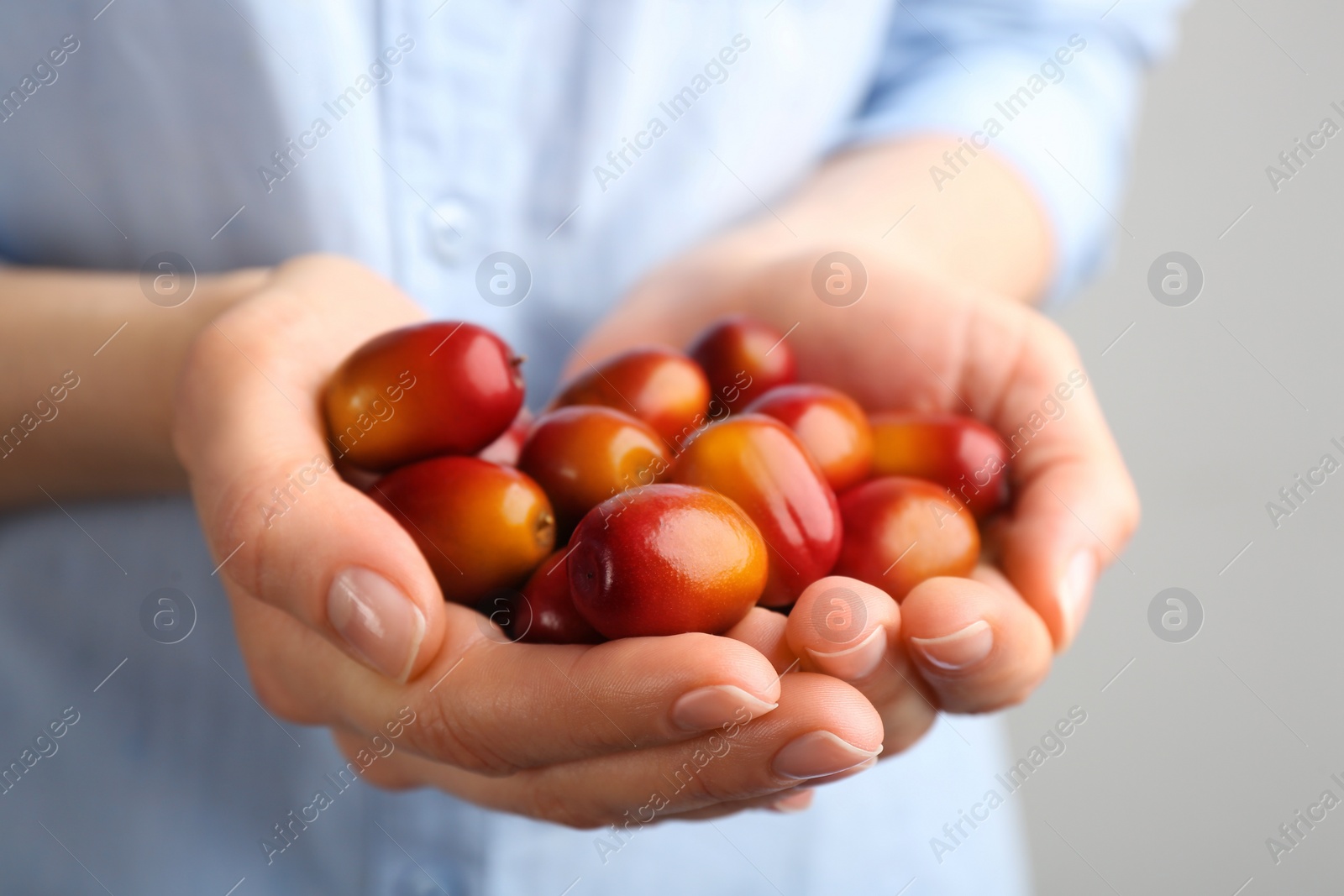 Photo of Woman holding palm oil fruits on grey background, closeup view