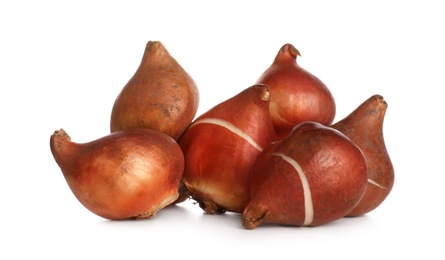 Tulip bulbs on white background. Gardening season