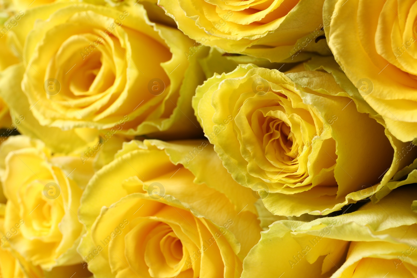 Photo of Beautiful bouquet of yellow roses, closeup view