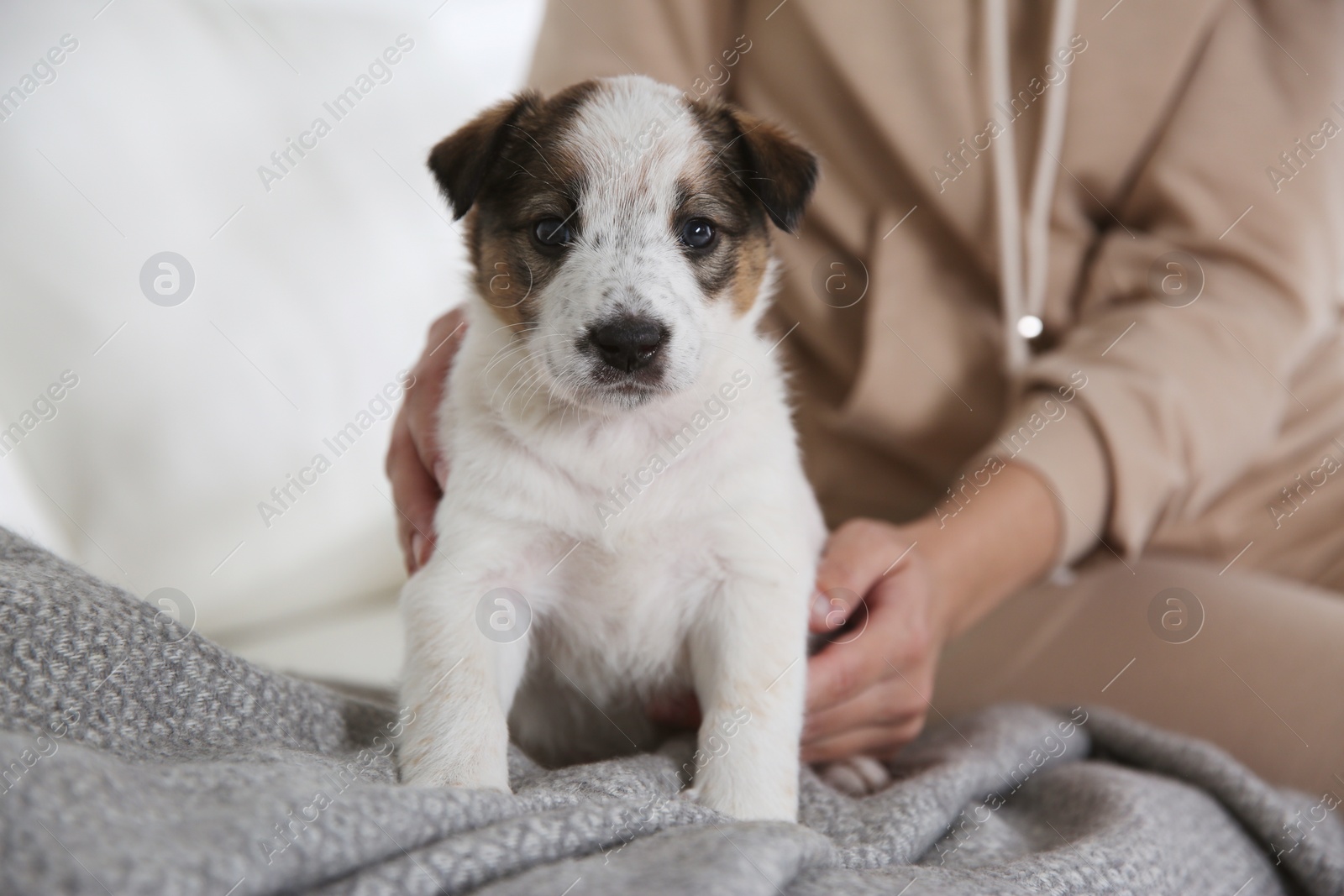 Photo of Cute little puppy near owner on sofa, closeup