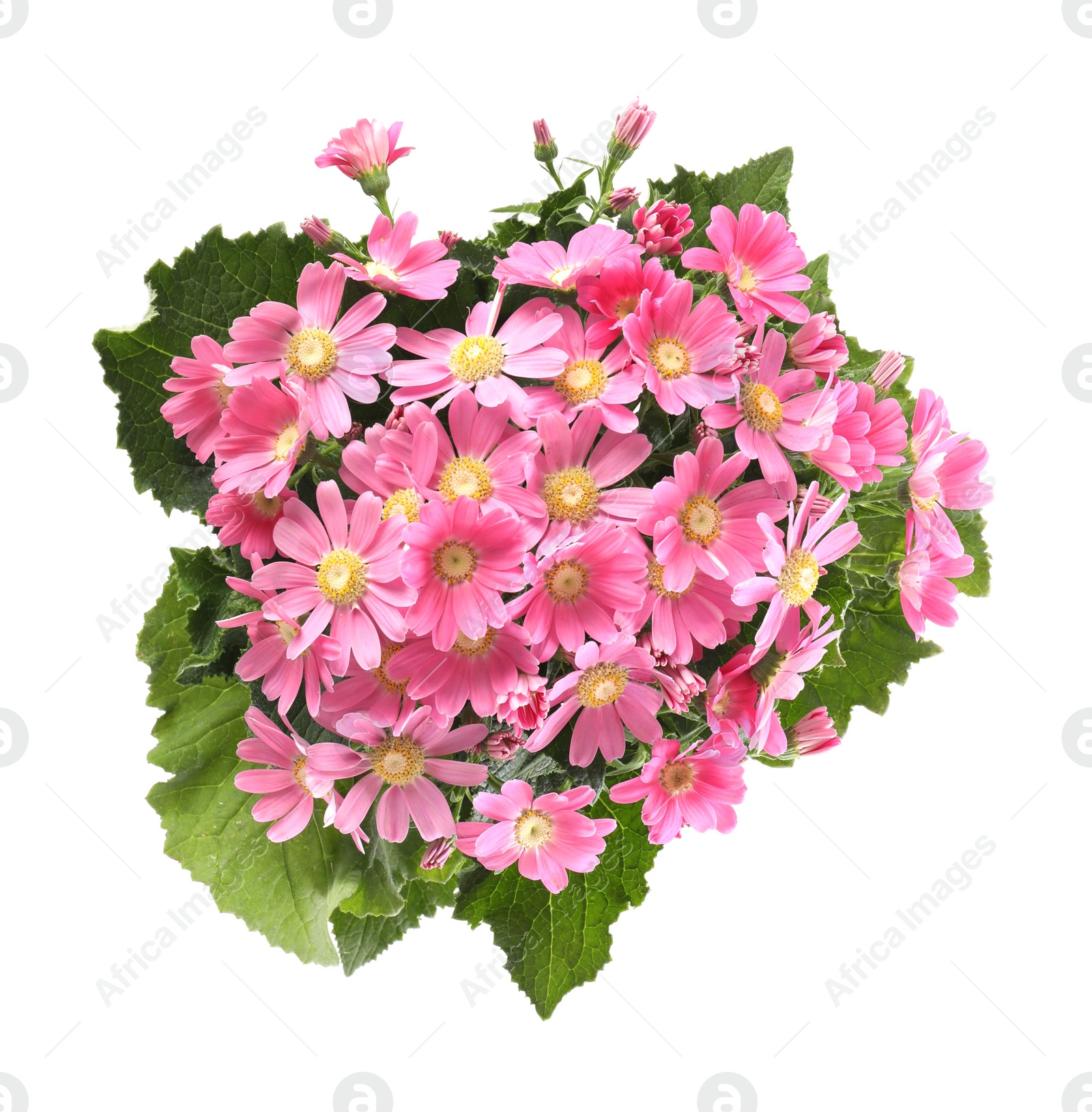 Photo of Beautiful pink cineraria flowers isolated on white, top view