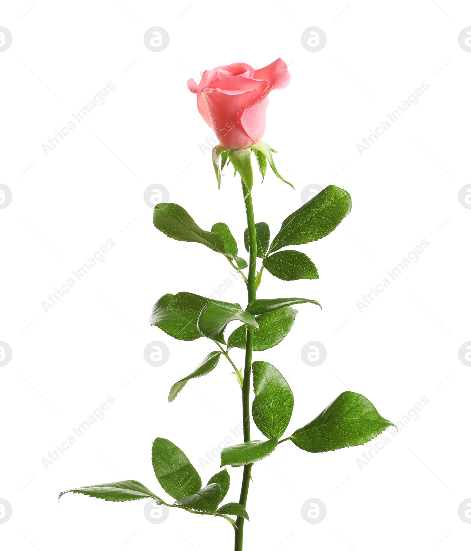 Photo of Beautiful rose flower on white background