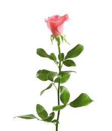 Photo of Beautiful rose flower on white background