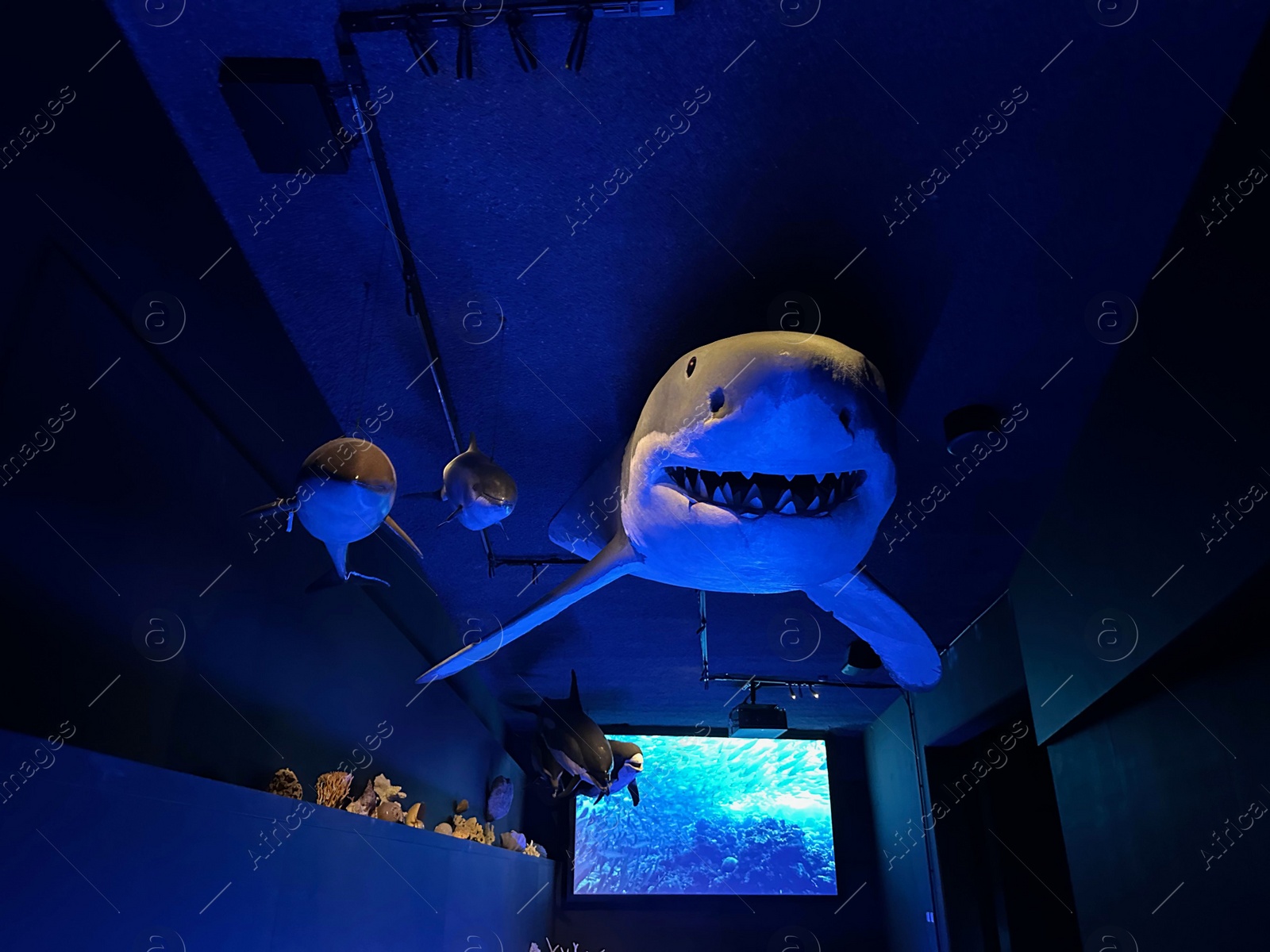 Photo of Leiden, Netherlands - November 19, 2022: Museum exhibition with stuffed sharks. Environmental education