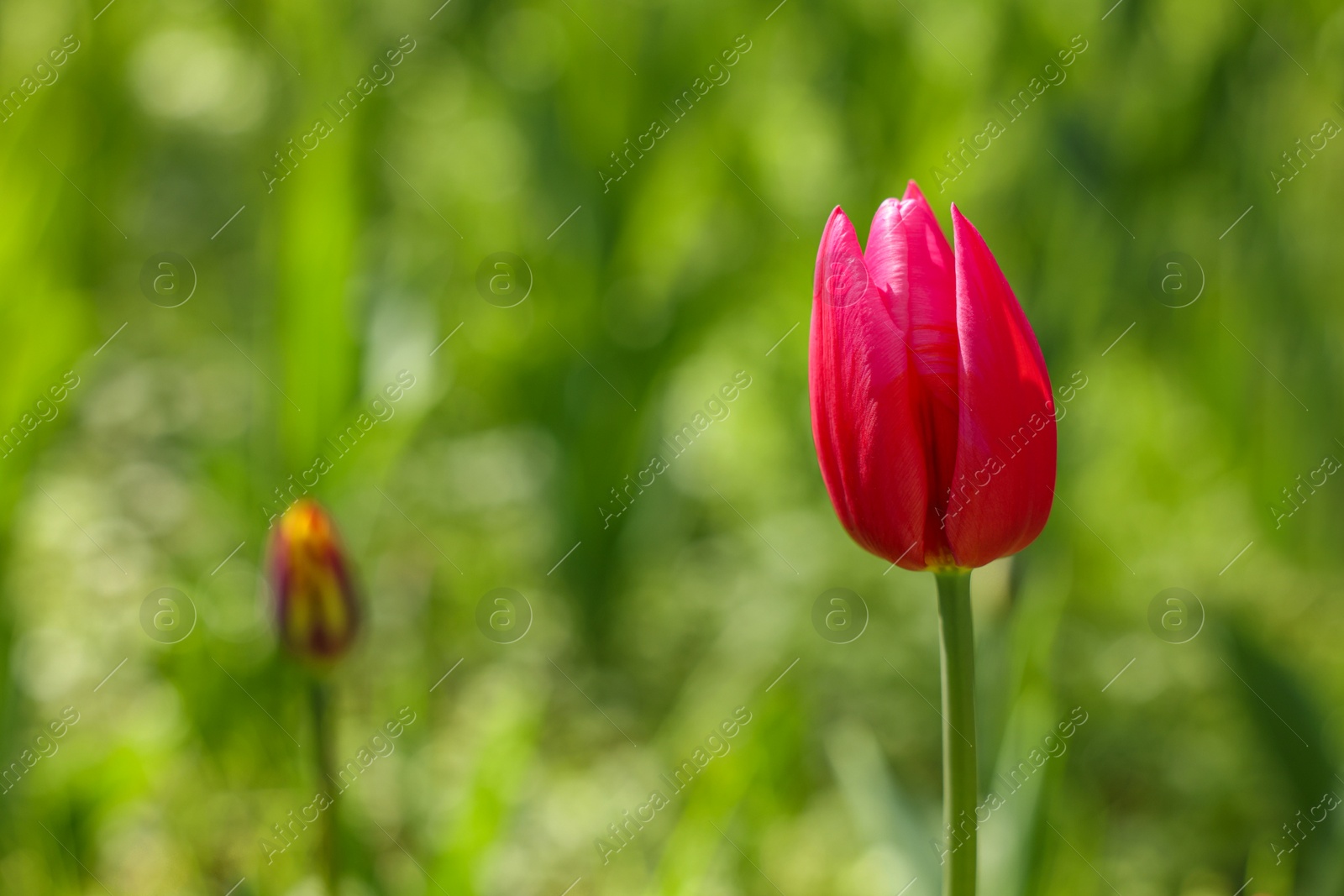 Photo of Beautiful pink tulip growing outdoors on sunny day, closeup. Space for text