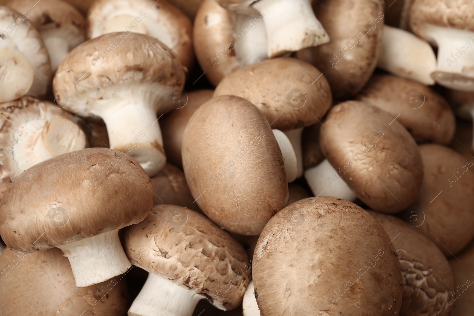 Photo of Fresh raw champignon mushrooms as background, closeup