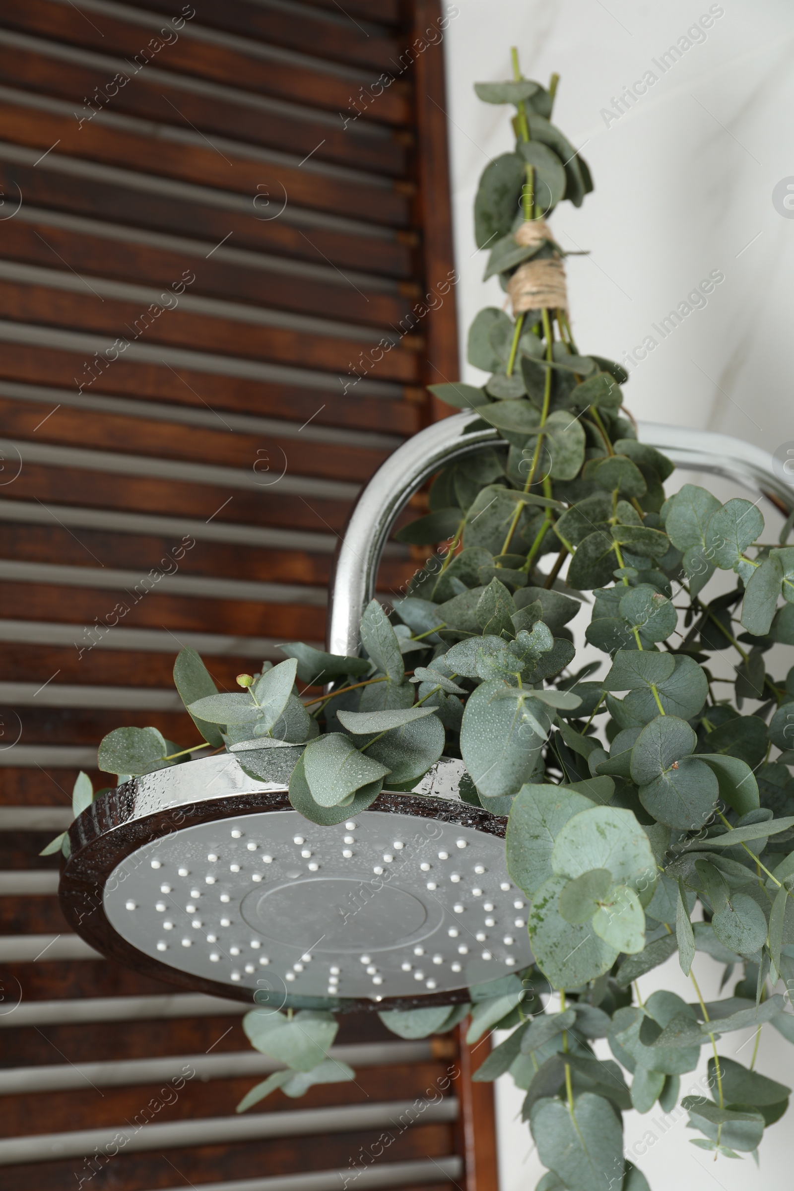 Photo of Branches with green eucalyptus leaves in shower