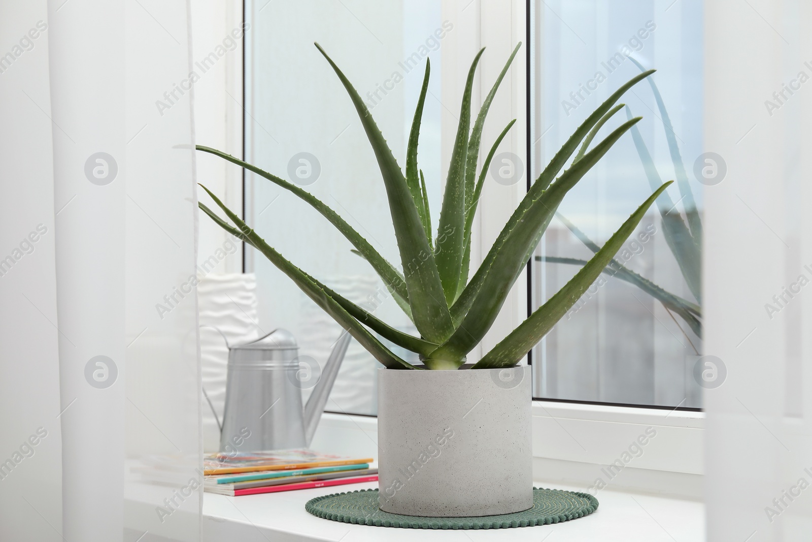 Photo of Beautiful potted aloe vera plant, watering can and magazines on windowsill indoors