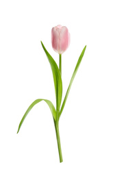 Photo of Beautiful spring pink tulip isolated on white