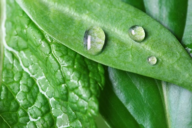 Photo of Shiny water drops and green leaves, closeup