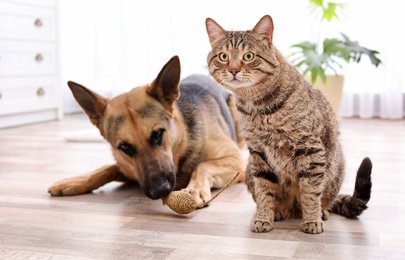 Photo of Adorable cat and dog resting together at home. Animal friendship