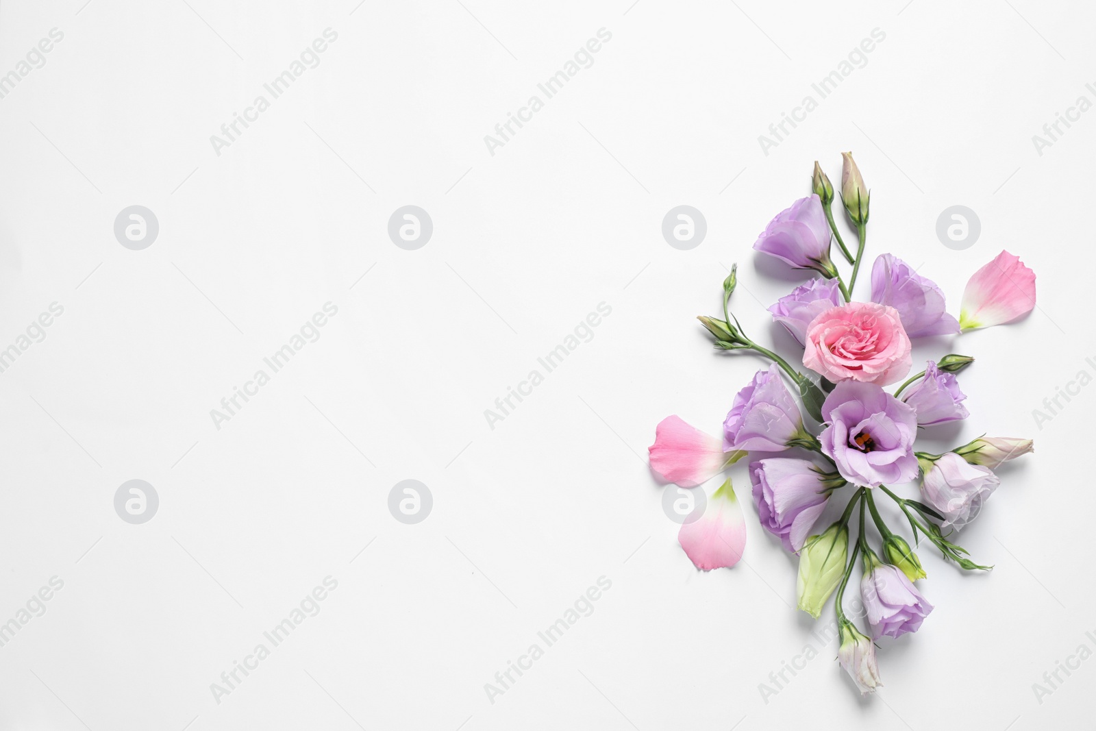 Photo of Beautiful Eustoma flowers on white background, top view. Space for text