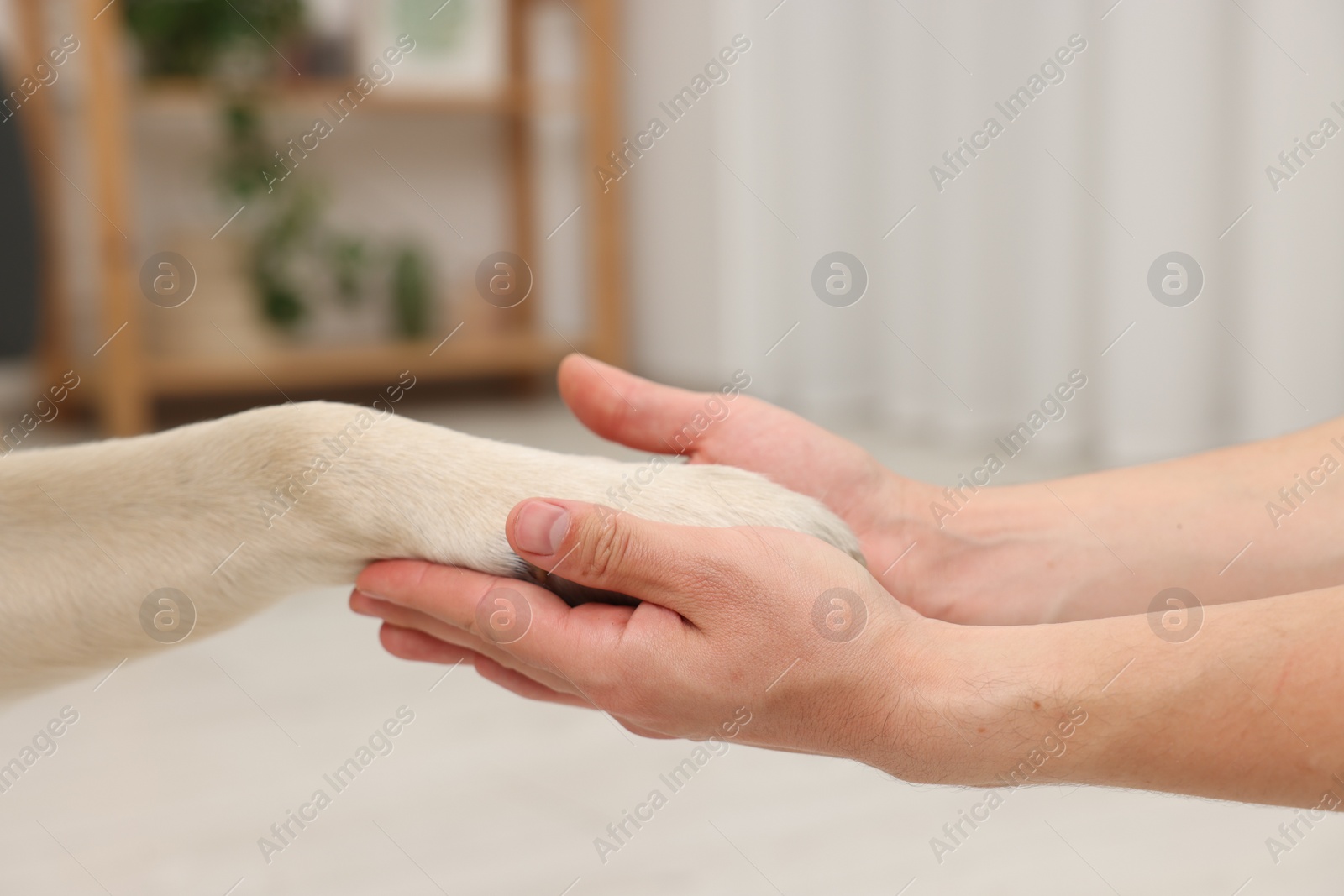 Photo of Dog giving paw to man at home, closeup