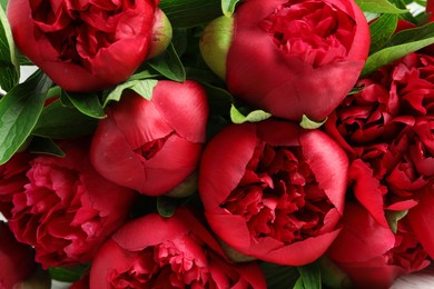 Beautiful bouquet of red peony flowers, closeup