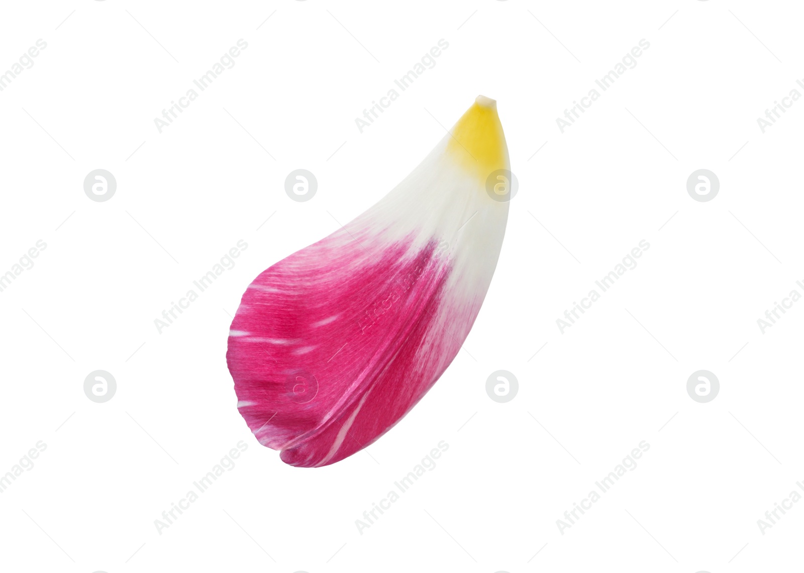 Photo of Beautiful fresh tulip petal isolated on white