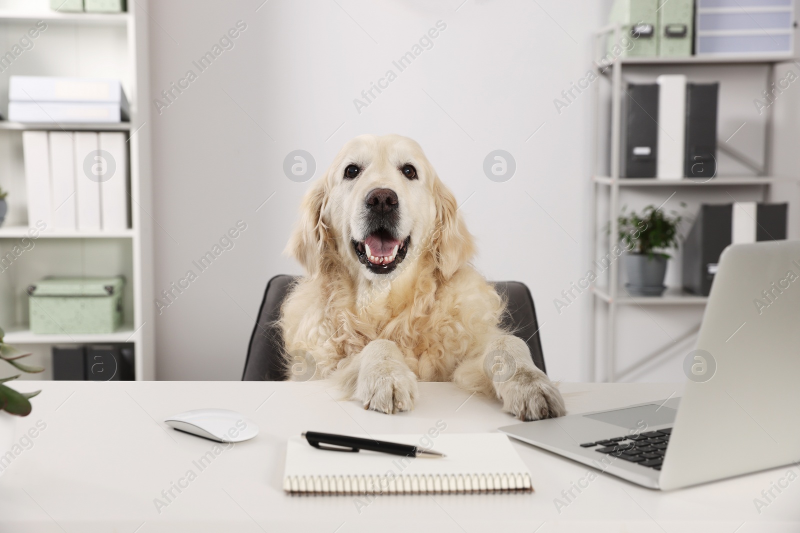 Photo of Cute retriever sitting at table near laptop in office. Working atmosphere