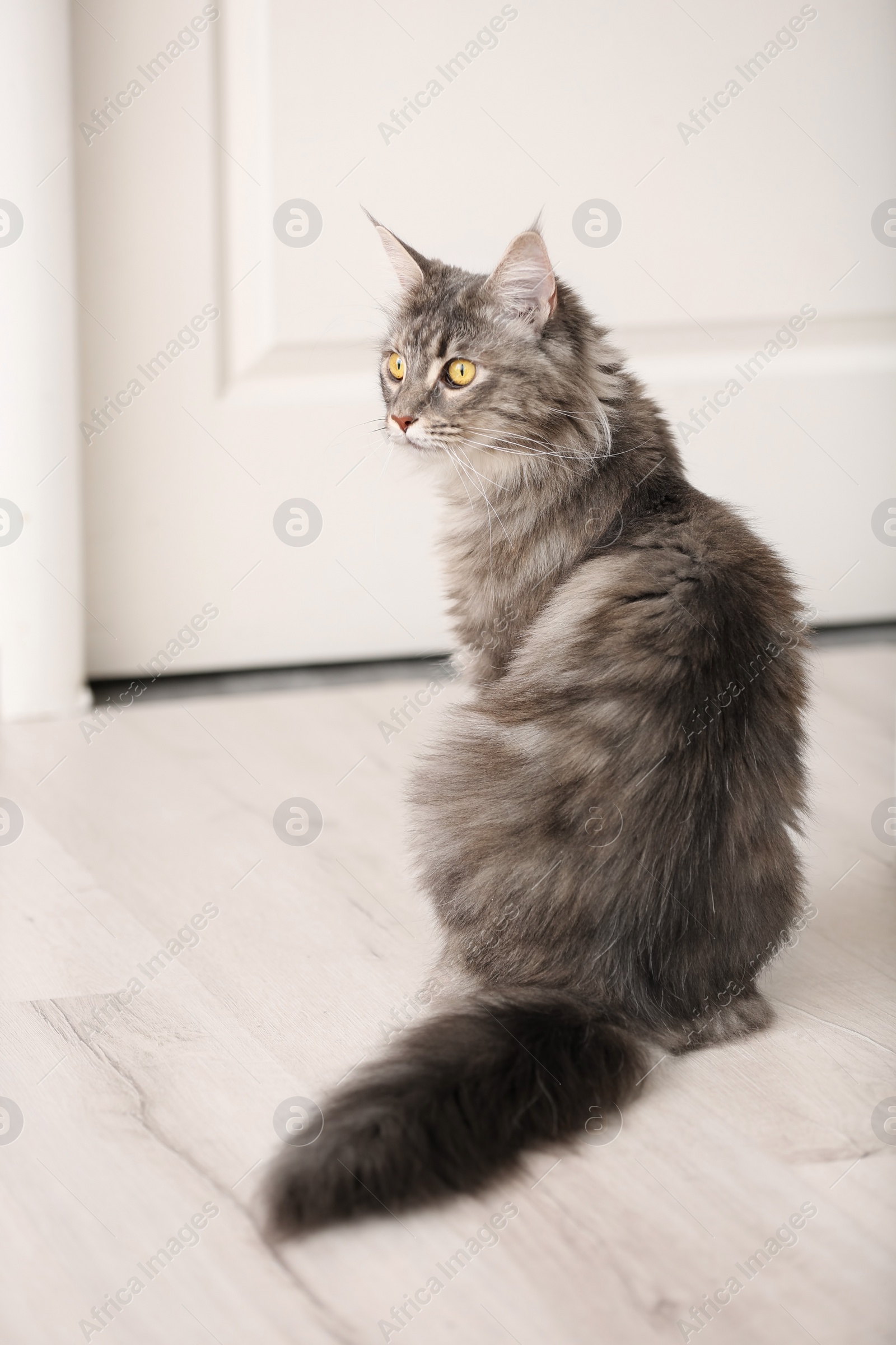 Photo of Adorable Maine Coon cat on floor at home