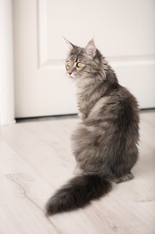 Photo of Adorable Maine Coon cat on floor at home