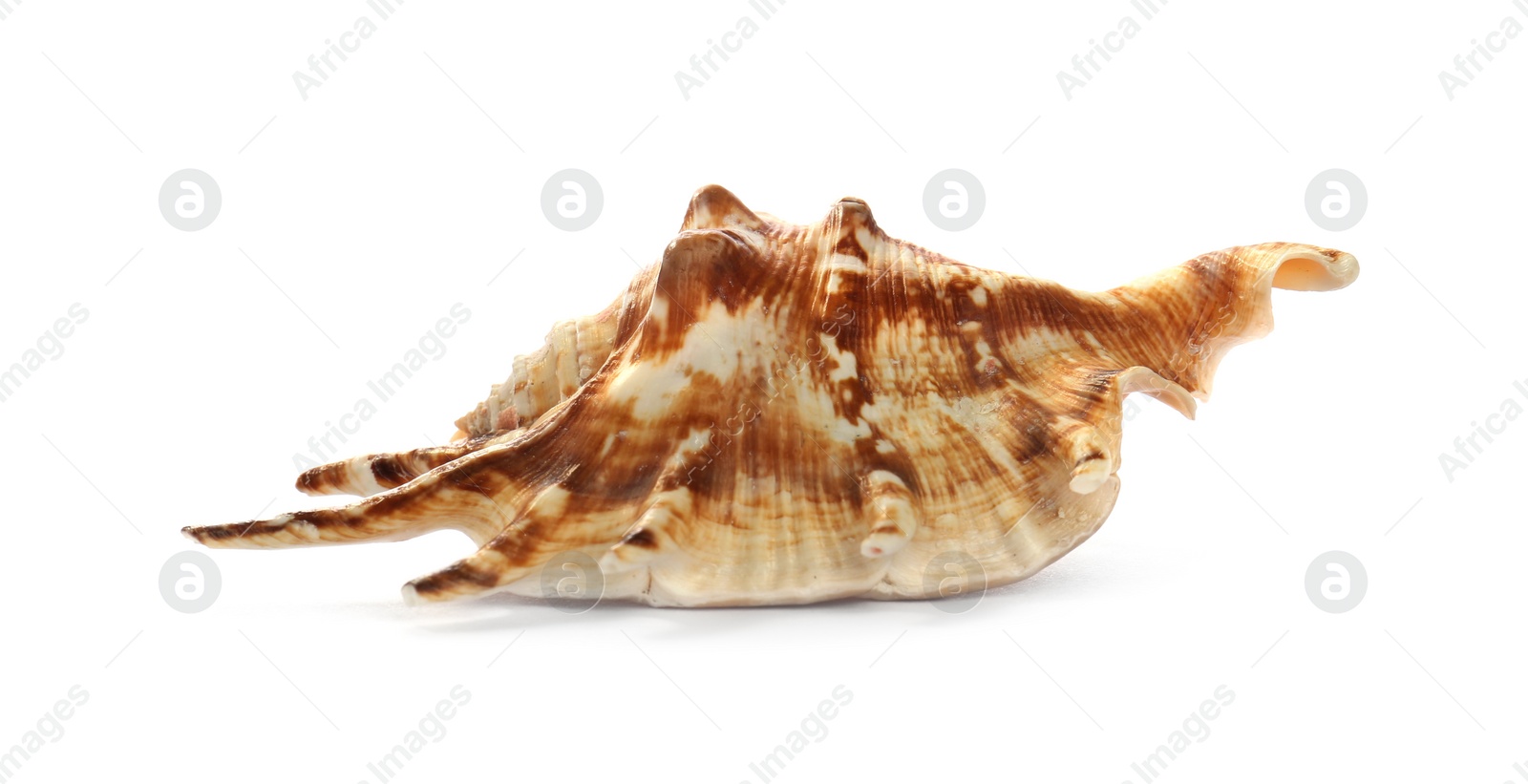 Photo of Beautiful exotic sea shell isolated on white