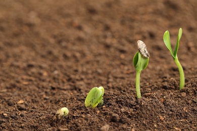 Photo of Little green seedlings growing in fertile soil. Space for text