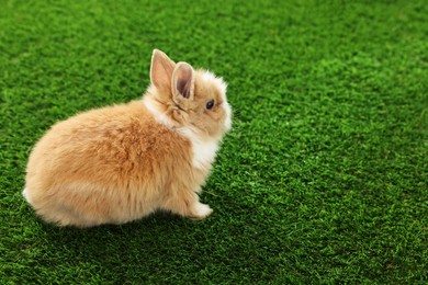 Cute fluffy pet rabbit on green grass. Space for text