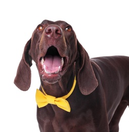 Photo of German Shorthaired Pointer dog with bow tie on white background