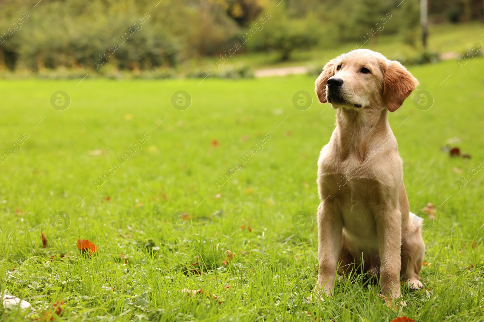 Photo of Cute Labrador Retriever puppy sitting on green grass in park, space for text