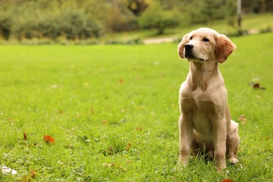 Cute Labrador Retriever puppy sitting on green grass in park, space for text