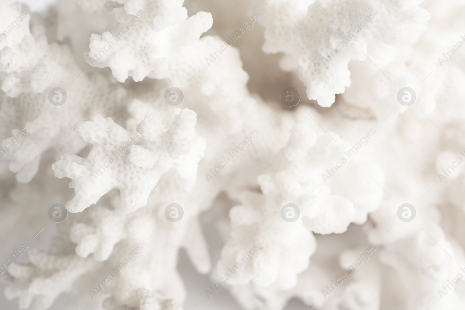 Image of Beautiful exotic sea coral as background, closeup