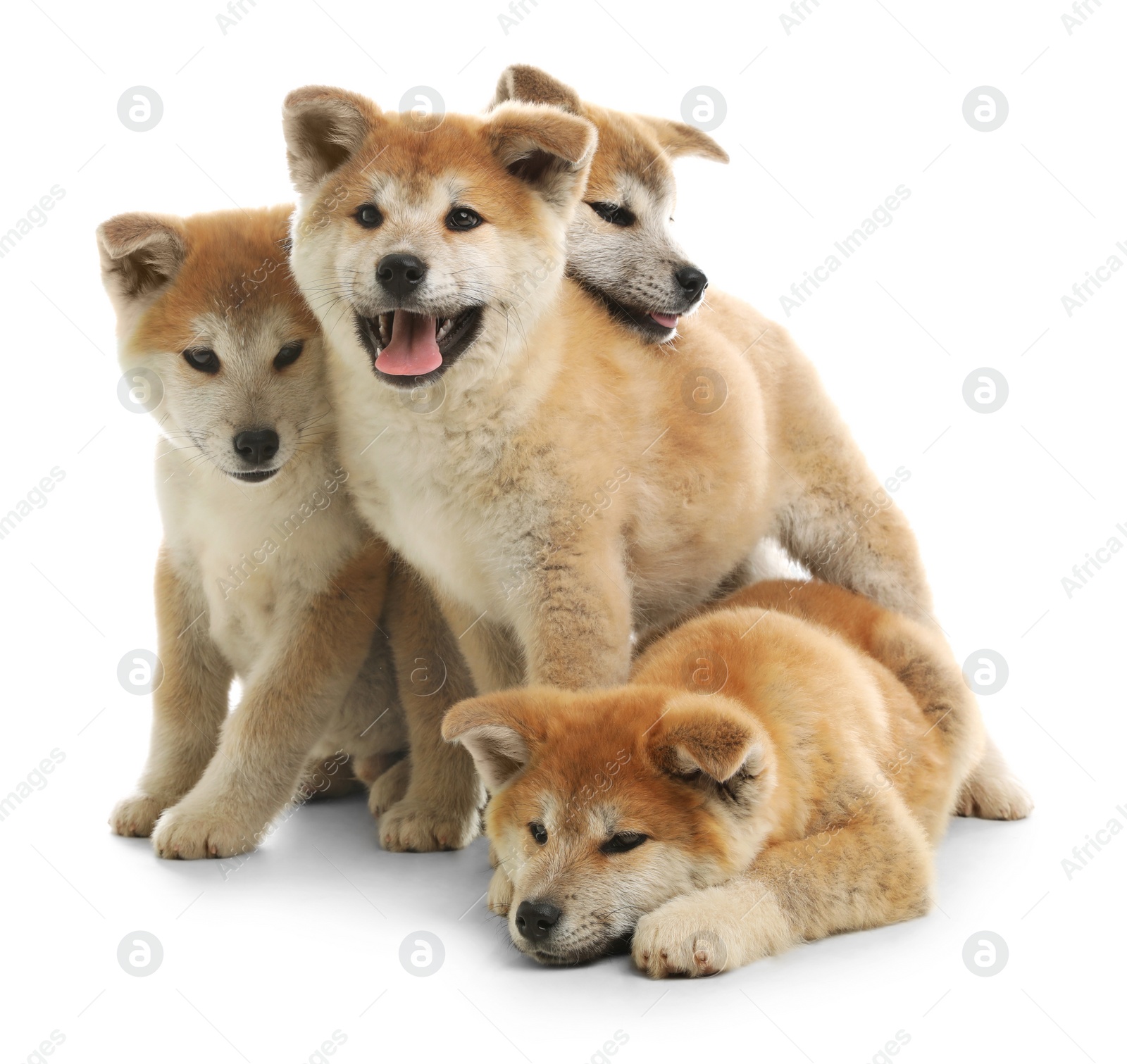 Photo of Cute akita inu puppies isolated on white