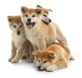 Cute akita inu puppies isolated on white