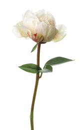 Beautiful fragrant peony flower isolated on white