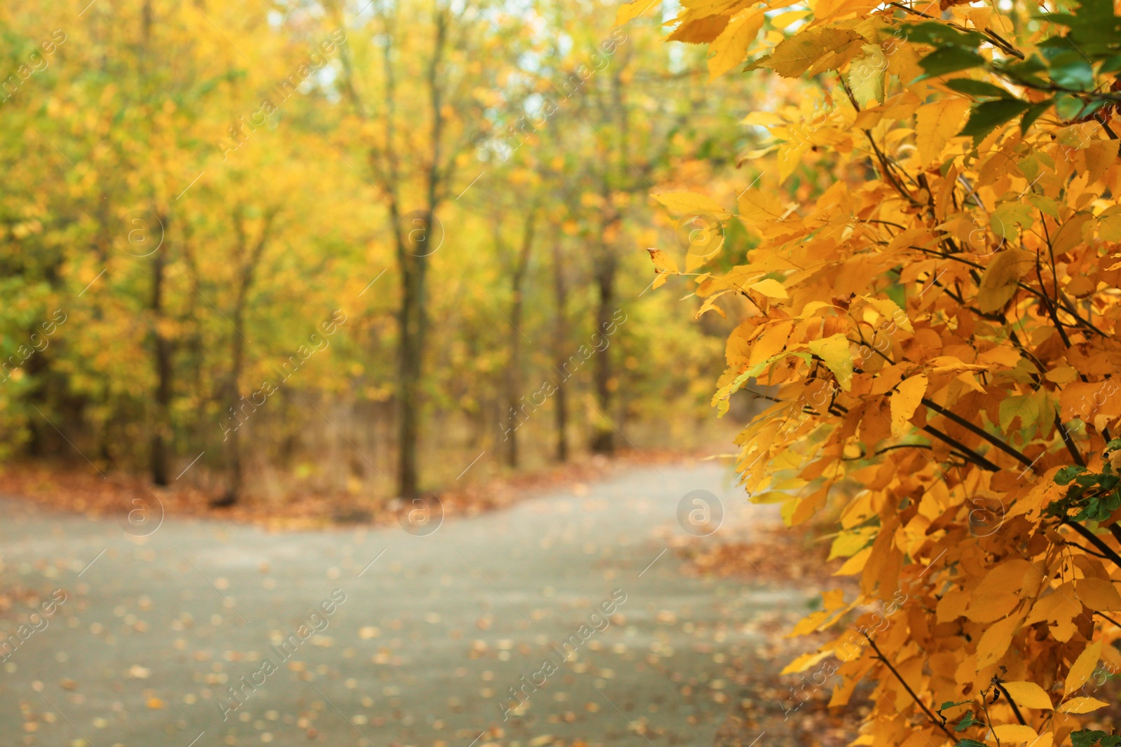 Photo of Trees and bushes with colorful leaves near rural road on autumn day