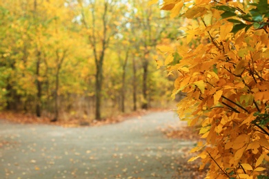 Photo of Trees and bushes with colorful leaves near rural road on autumn day