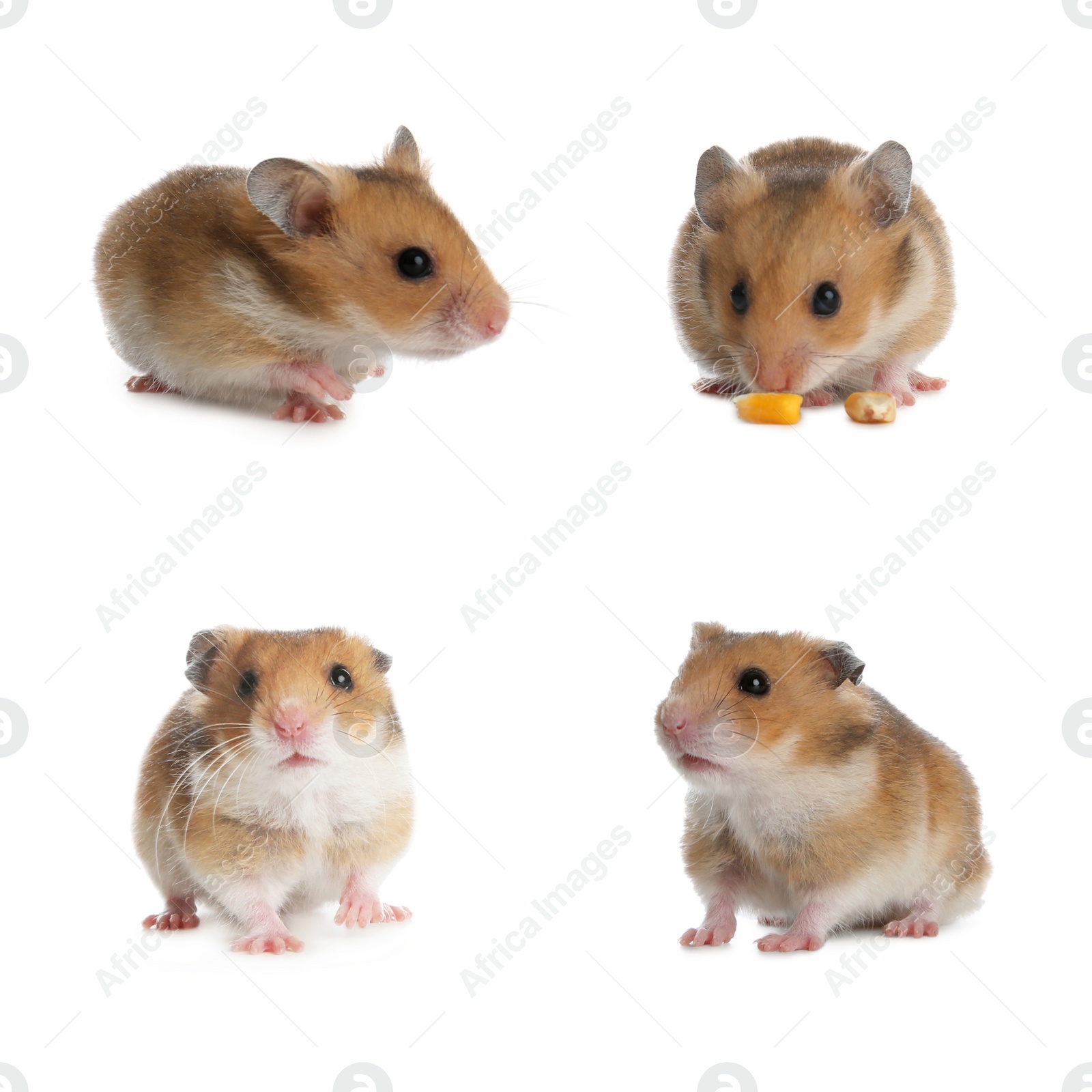Image of Set with cute funny hamsters on white background 