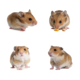 Image of Set with cute funny hamsters on white background 