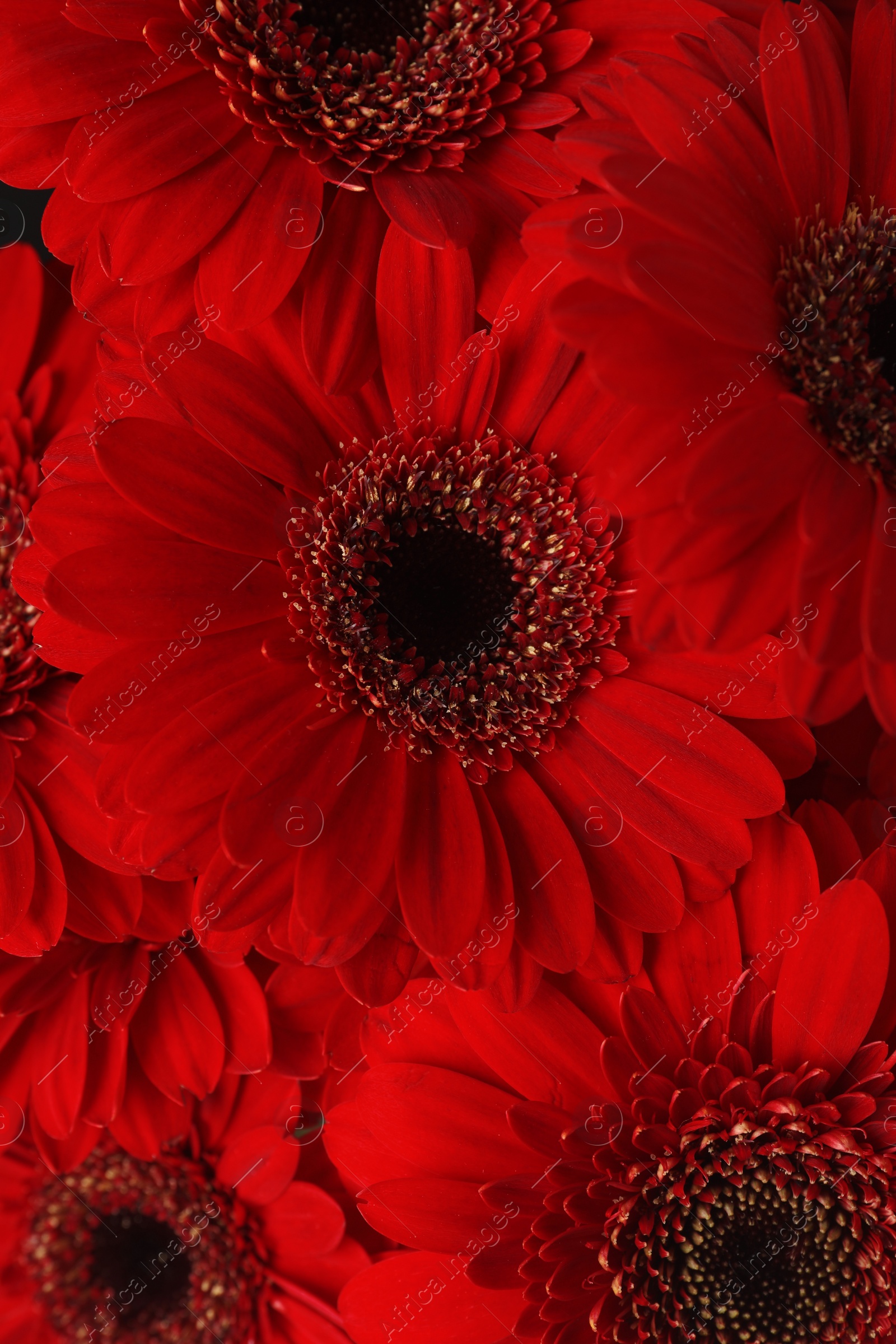 Photo of Bouquet of beautiful red gerbera flowers as background, closeup