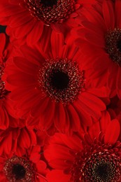 Photo of Bouquet of beautiful red gerbera flowers as background, closeup