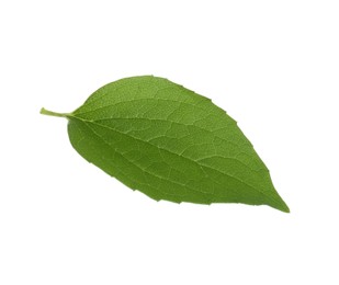 Fresh green jasmine leaf isolated on white