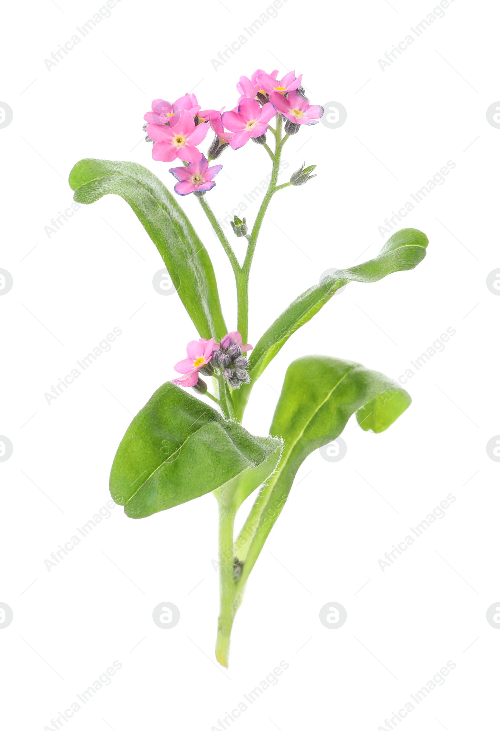 Photo of Beautiful pink Forget-me-not flowers isolated on white