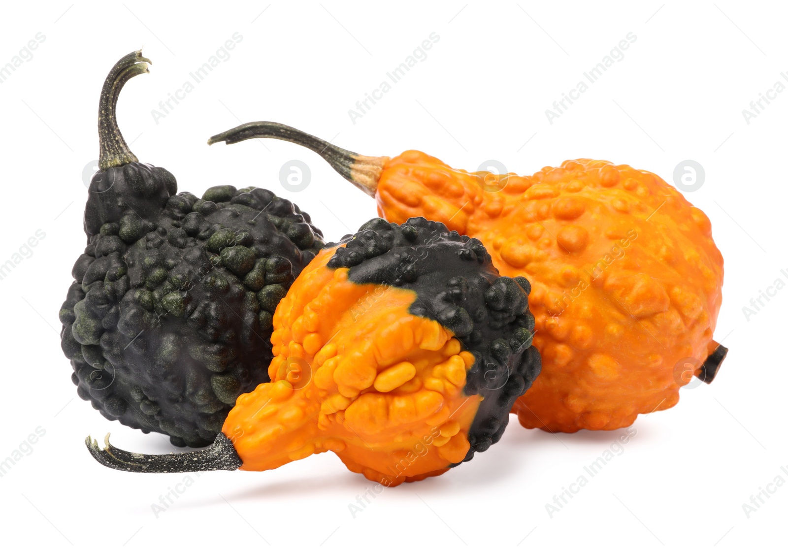 Photo of Many fresh raw pumpkins isolated on white