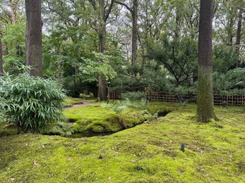Photo of Bright moss and other plants in park