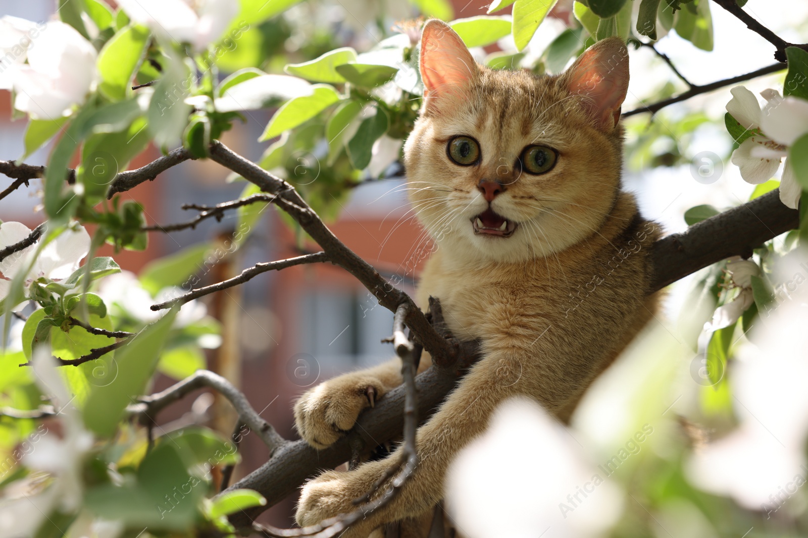 Photo of Cute cat among blossoming spring tree branches outdoors