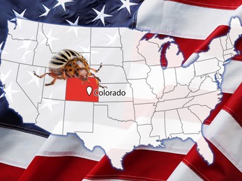 Image of USA map with marked state of Colorado and potato beetle 