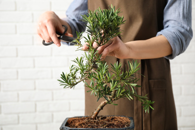 Photo of Woman trimming Japanese bonsai plant, closeup. Creating zen atmosphere at home